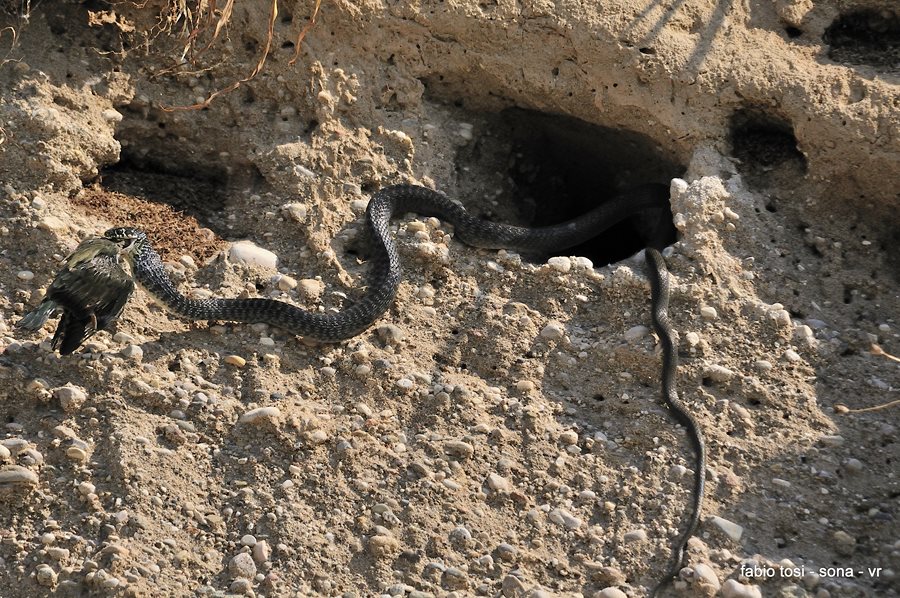 Il caparbio: predazione di biacco (foto-racconto)